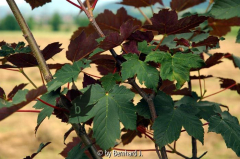 Acer pseudoplatanus f. purpureum
