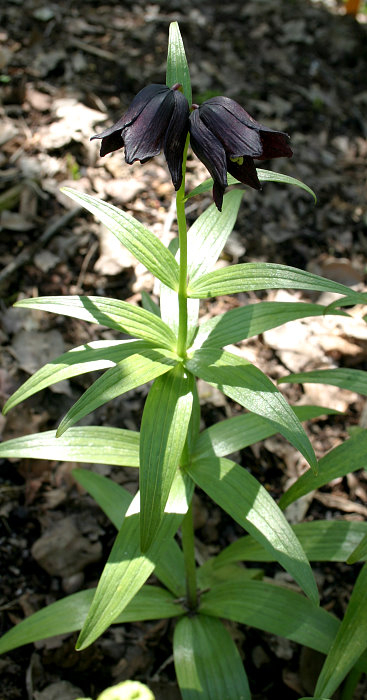 Fritillaria camschatcensis