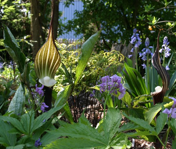 Arisaema siko+div