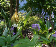 Arisaema siko+div