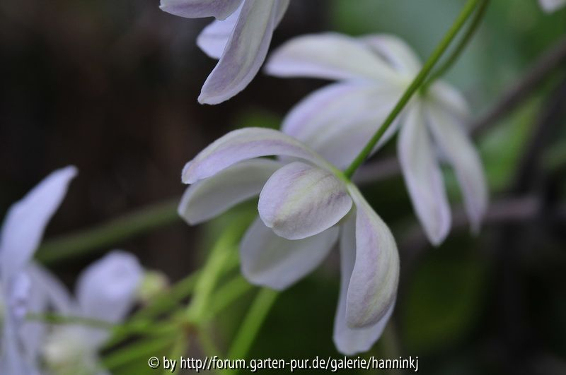 Clematis ARM001 2