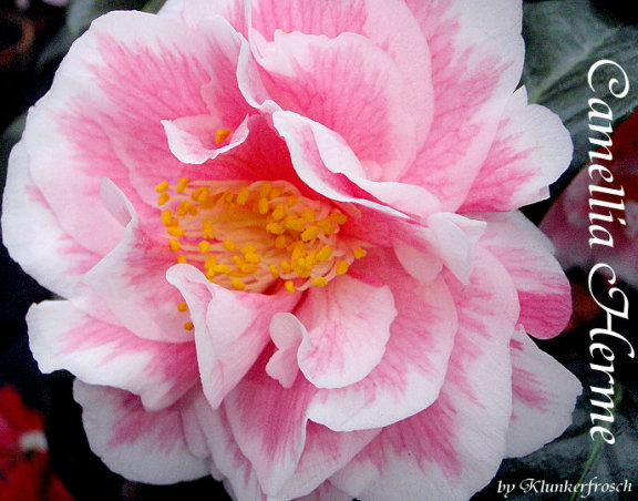 C.Herme
