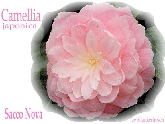 C.Sacco Nova