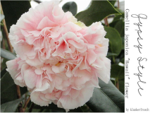 C.Hawaii