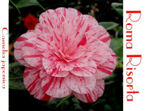 C.Roma