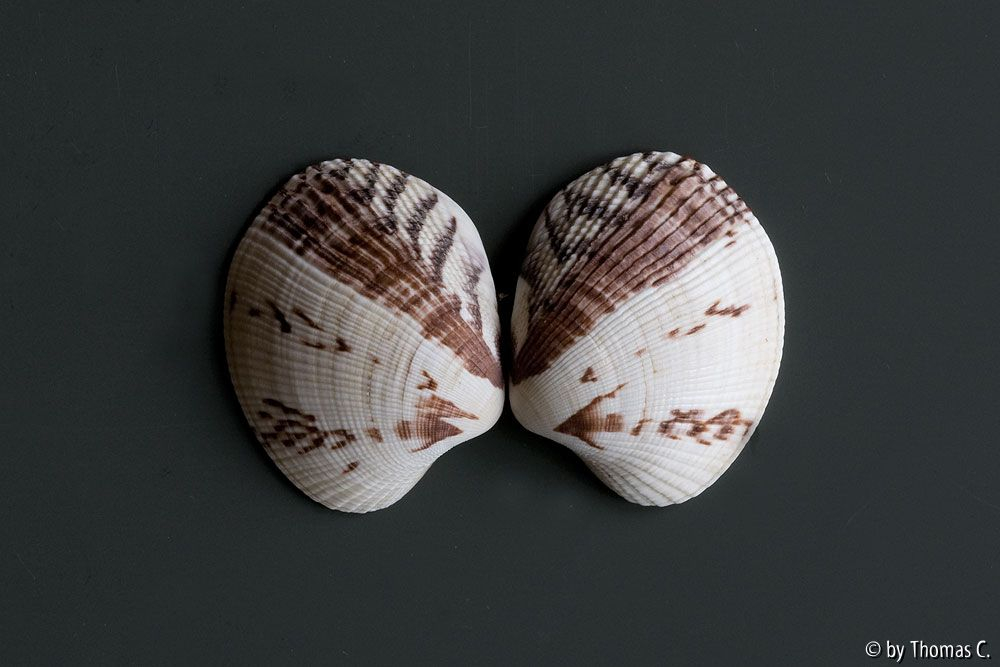 Muschelstudie 1