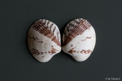 Muschelstudie 1