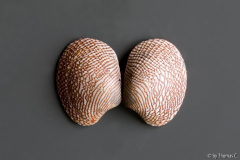 Muschelstudie 2