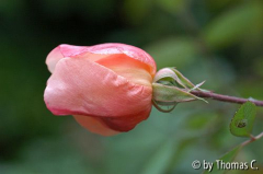 Mutabilisblüte