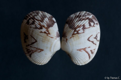 Muschelstudie 3