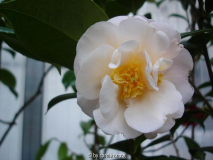 'Botanyuki'