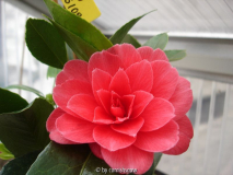 'Erebo' II