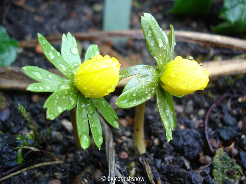 Eranthis hymenalis