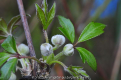 Clematis 'Marjan' Knospen