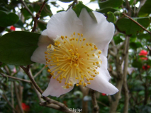 higo,weiss