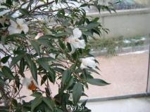 cornish  snow