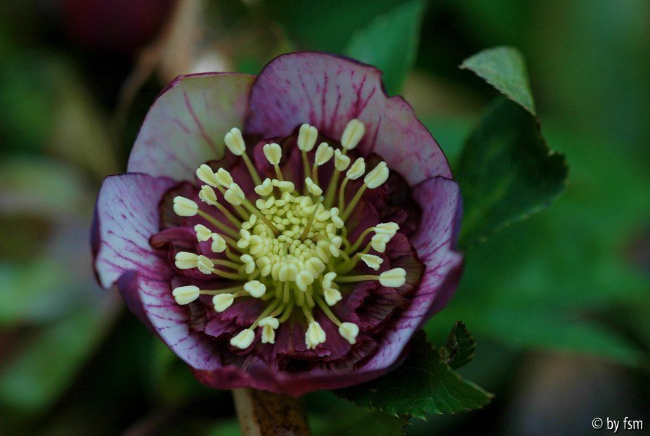 Helleborus Schmiemann 1 08-02-2009