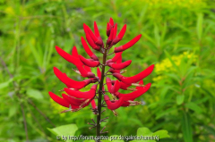 Erythrina bidwillii