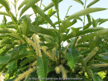 Typ ECKER 1 Castanea sativa.jpg