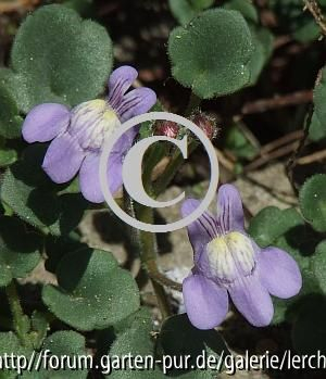 Großblütiges Zimbelkraut (Cymbalaria pallida)