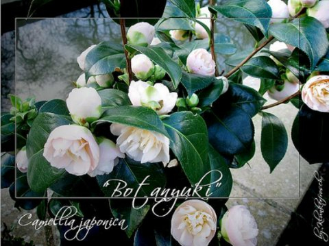 Camellia Botanjuki april 2008