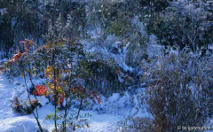 Nandina in der Wintersonne