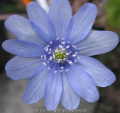 Karpatenkrone