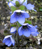 Zartblau