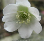Albine