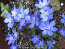 Blaue Brise