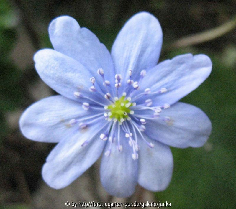 Lodden Blue