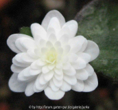 Shirayuki