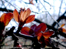 Malus x purpurea