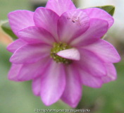 Kanzashi
