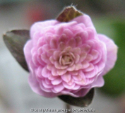 Goshozakura (Sport)