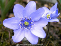 Buis  (H. nobilis x H. transsivanica)