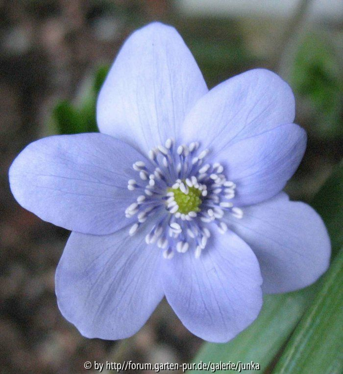 Ballardii  (H. nobilis x H. transsivanica)