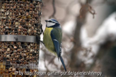 Vögel