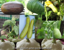 2_Kürbis_Zucchini_Gurke_Melone