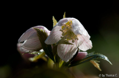 Helleborus tibetanus