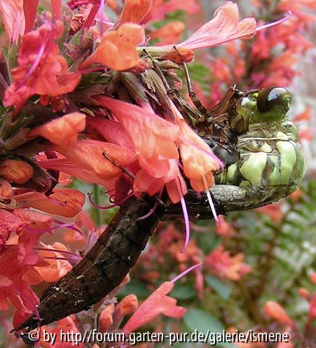 Libelle Schlupfphase 1