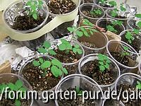 Rosenzucht