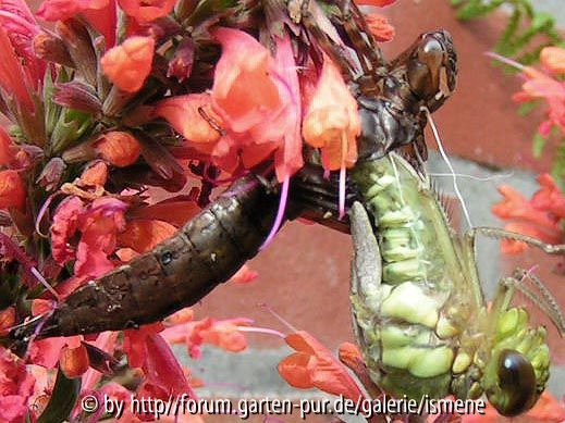 Libelle Schlupfphase 3