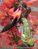 Libelle Schlupfphase 4