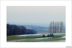 Feldansichten 1 15-02-2009