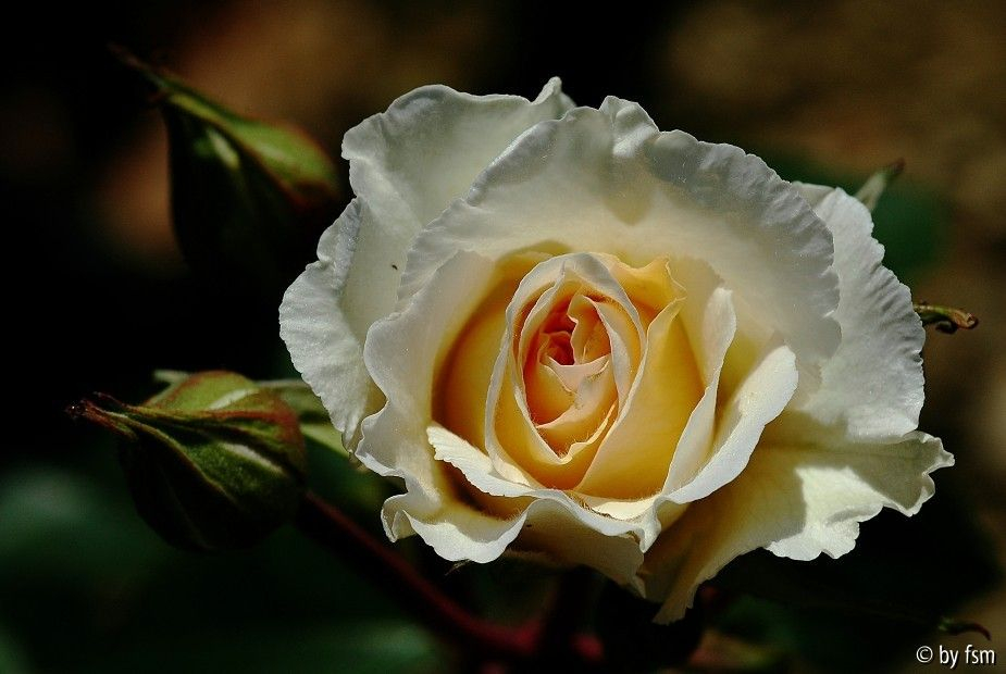 Rosa Poustinia 1 05-08-2007