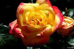 Rosa Tequila Sunrise 1 05-08-2007