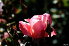 Rosa New Zeeland 1 05-08-2007