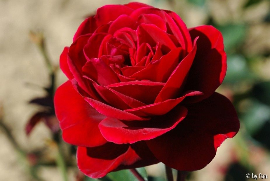 Rosa Liebeszauber 1 05-08-2007