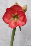 rosa 2009